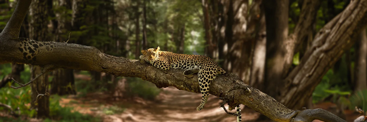beautiful-shot-lazy-leopard-resting-tree-with-blurred-background 1.webp